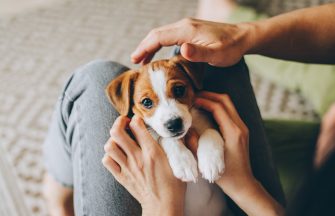 Pet month: 5 financial considerations for pet owners article